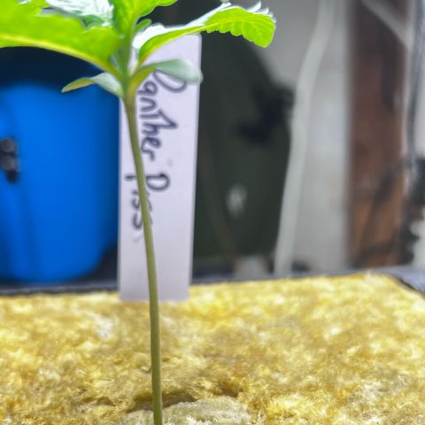 Panther Piss growlog photo: Day when they went to there permanent home 4x4x4 rockwool cube 