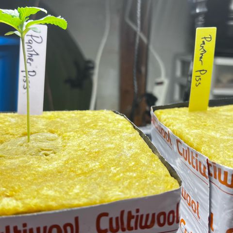 Panther Piss growlog photo: Day when they went to there permanent home 4x4x4 rockwool cube 