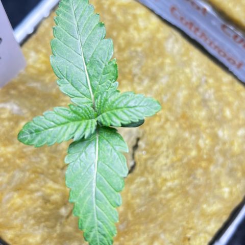 Panther Piss growlog photo: Day when they went to there permanent home 4x4x4 rockwool cube 