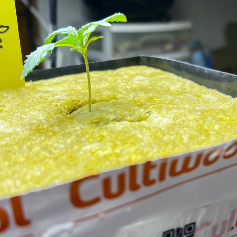 Panther Piss growlog photo: Day when they went to there permanent home 4x4x4 rockwool cube 