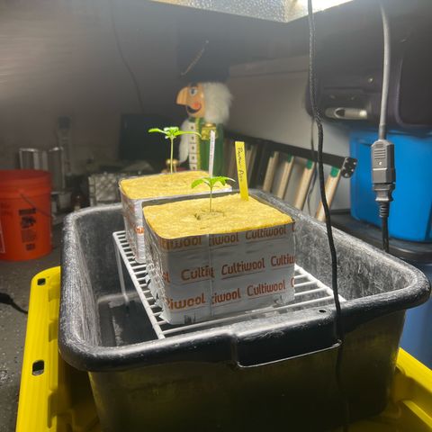 Panther Piss growlog photo: Starter home 