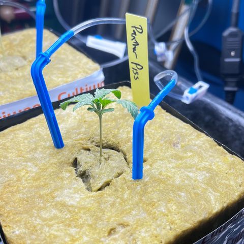 Panther Piss growlog photo: Irrigation system images 