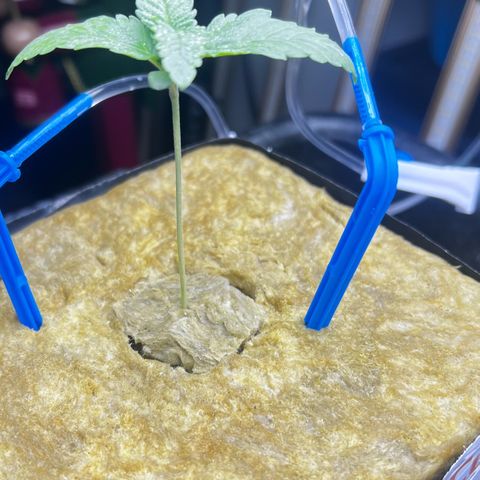Panther Piss growlog photo:  Just started running a irrigation system for feeding 