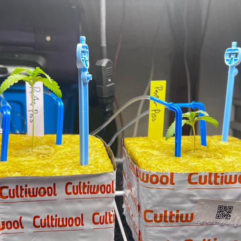 Panther Piss growlog photo:  Water that I’ve been given to plants have been cold. I have to start warming up the nutrients and feed before I give them any type of feeding to the box.