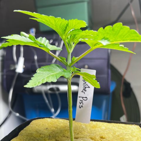 Panther Piss growlog timeline photo