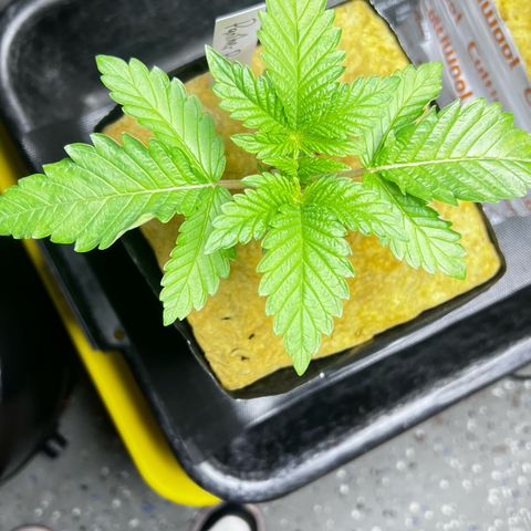 Panther Piss growlog timeline photo