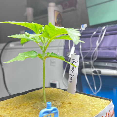 Panther Piss growlog timeline photo
