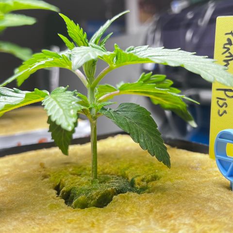 Panther Piss growlog timeline photo