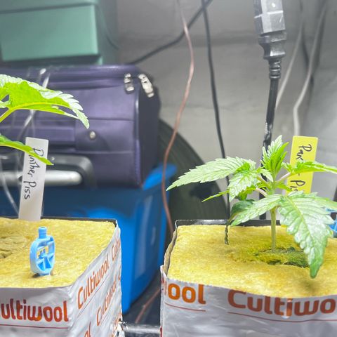 Panther Piss growlog timeline photo
