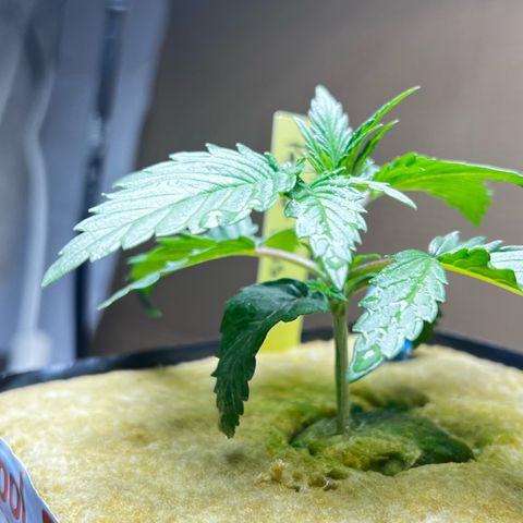 Panther Piss growlog timeline photo
