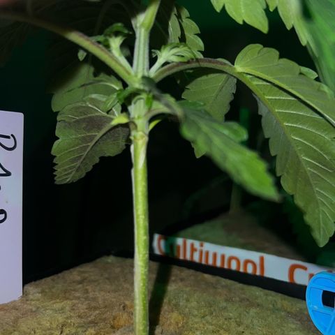 Panther Piss growlog photo: Just before and as the lights came on from their 6 hours of sleep 