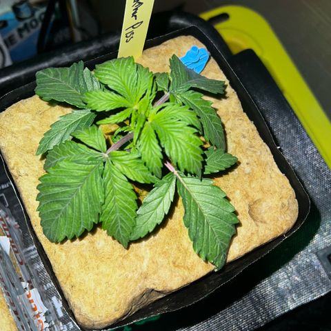 Panther Piss growlog photo: Just before and as the lights came on from their 6 hours of sleep 