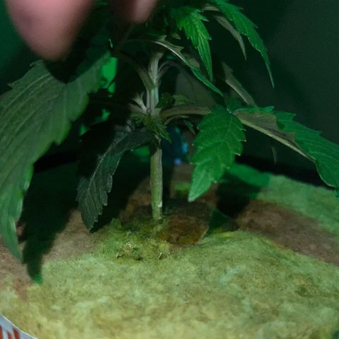 Panther Piss growlog photo: Just before and as the lights came on from their 6 hours of sleep 