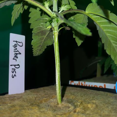 Panther Piss growlog photo: Just before and as the lights came on from their 6 hours of sleep 