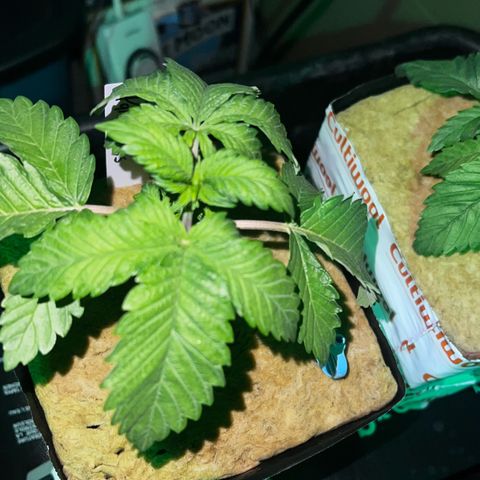 Panther Piss growlog photo: Just before and as the lights came on from their 6 hours of sleep 