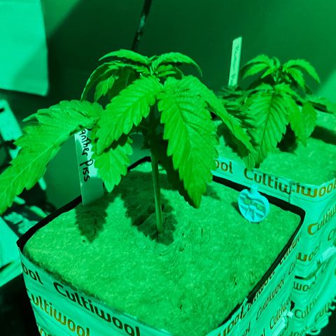 Panther Piss growlog photo: Just before and as the lights came on from their 6 hours of sleep 