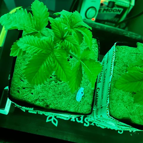 Panther Piss growlog photo: Just before and as the lights came on from their 6 hours of sleep 