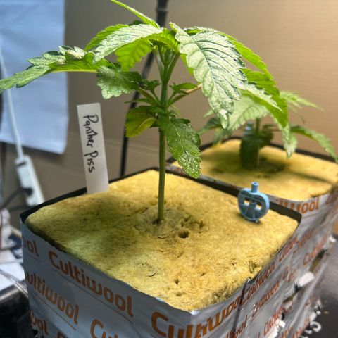 Panther Piss growlog photo: 4th node coming in 