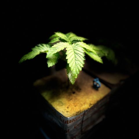 Panther Piss growlog photo: 4th node coming in 