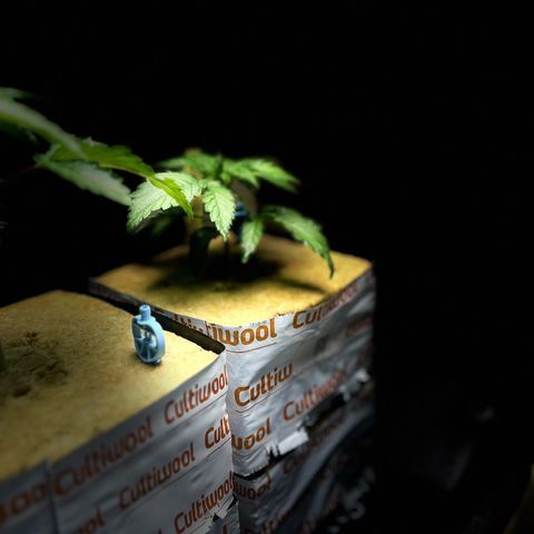 Panther Piss growlog photo: 4th node coming in 