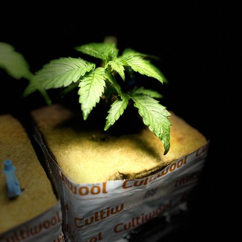 Panther Piss growlog photo: 4th node coming in 