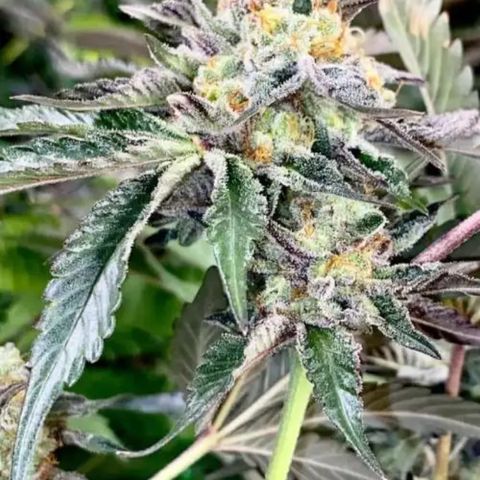 Panther Piss growlog timeline photo