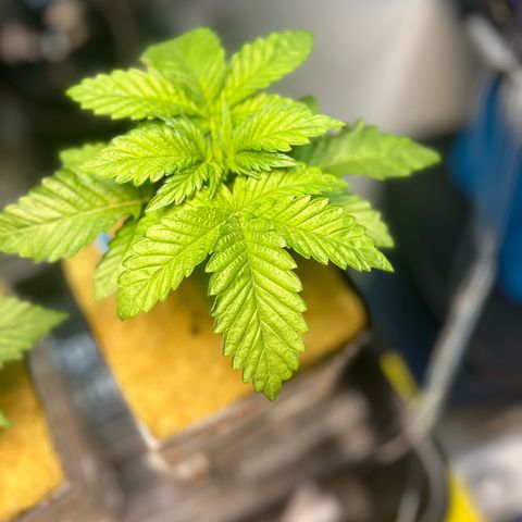 Panther Piss growlog photo: Just a few pics of the growth