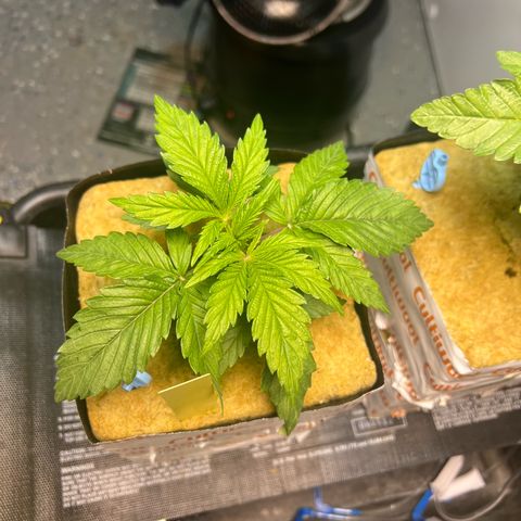 Panther Piss growlog photo: Just a few pics of the growth