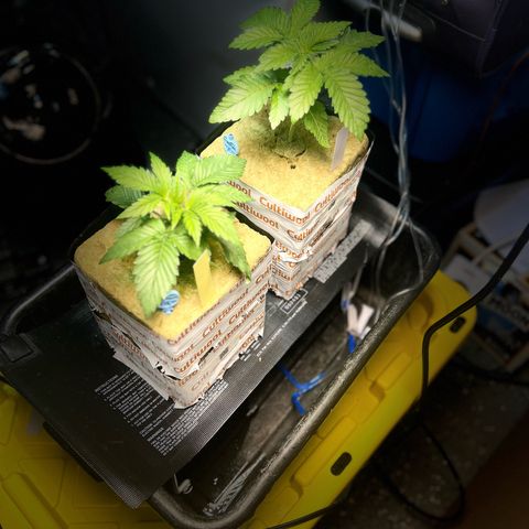 Panther Piss growlog photo: Just a few pics of the growth