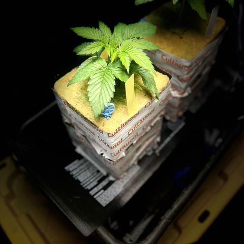 Panther Piss growlog photo: Just a few pics of the growth