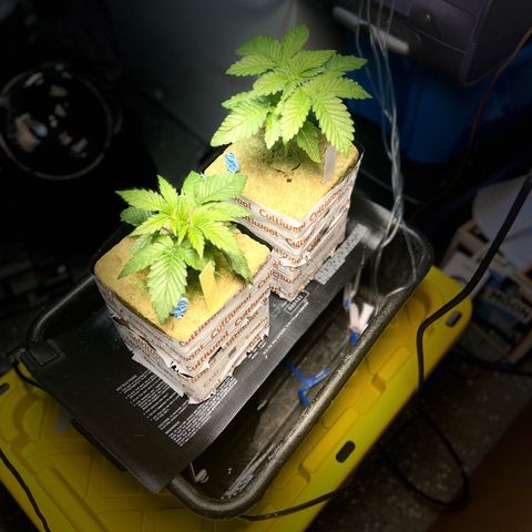 Panther Piss growlog photo: Just a few pics of the growth