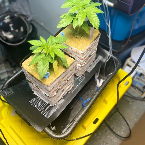 Panther Piss growlog photo: Just a few pics of the growth