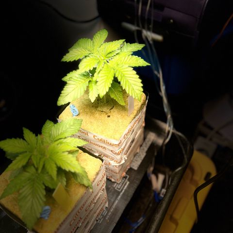Panther Piss growlog photo: Just a few pics of the growth