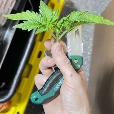 Panther Piss growlog timeline photo