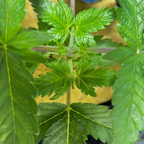 Panther Piss growlog timeline photo