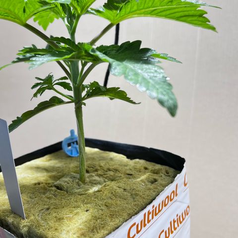 Panther Piss growlog timeline photo