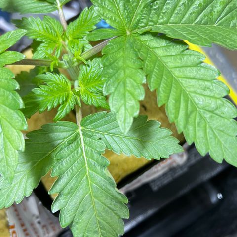 Panther Piss growlog photo:  Images of the topping in mainlining
