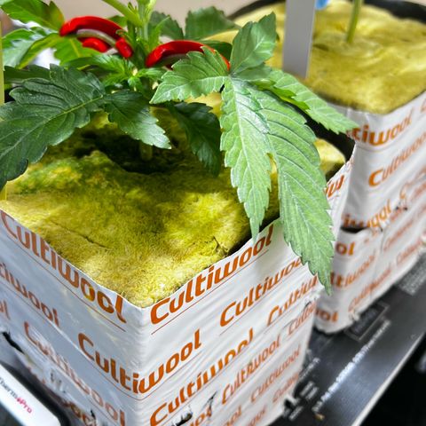 Panther Piss growlog photo:  Images of the topping in mainlining