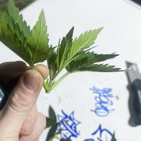 Panther Piss growlog photo:  Images of the topping in mainlining