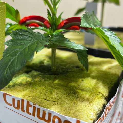 Panther Piss growlog photo:  Images of the topping in mainlining