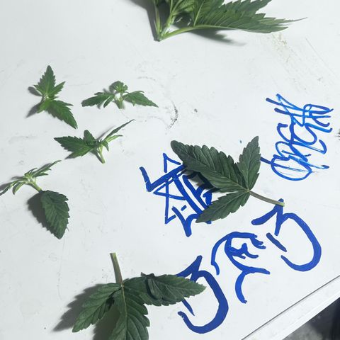 Panther Piss growlog photo:  Images of plants after topping the mother and mainlining the other