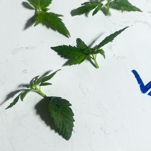 Panther Piss growlog photo:  Images of plants after topping the mother and mainlining the other