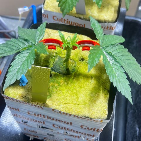 Panther Piss growlog photo:  Images of plants after topping the mother and mainlining the other