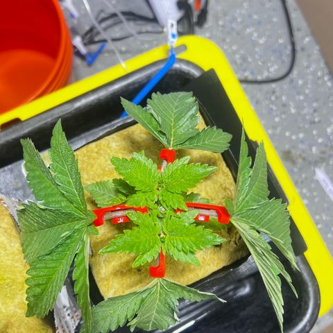 Panther Piss growlog photo:  Images of plants after topping the mother and mainlining the other