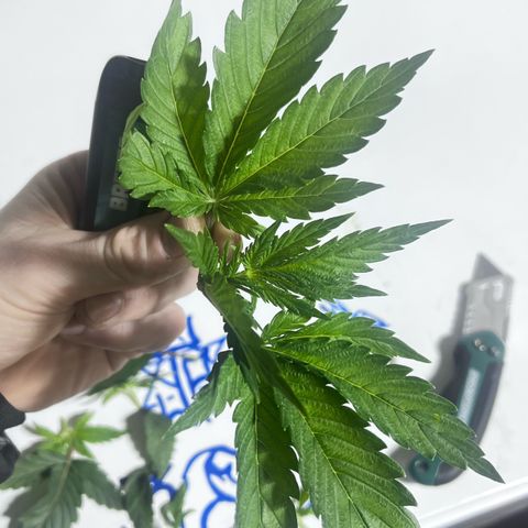 Panther Piss growlog photo:  Images of plants after topping the mother and mainlining the other