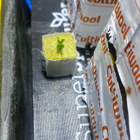 Panther Piss growlog photo:  Images of plants after topping the mother and mainlining the other