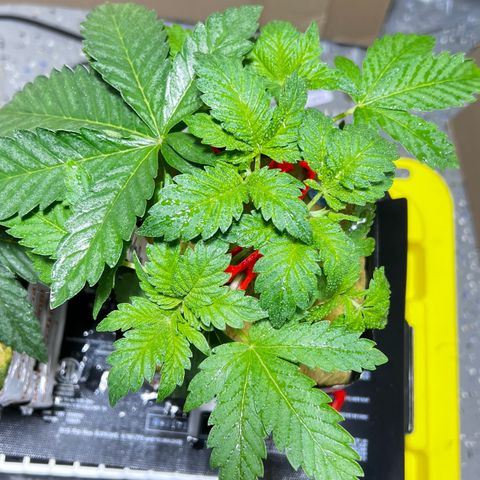 Panther Piss growlog timeline photo