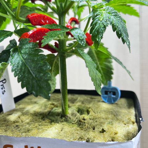 Panther Piss growlog timeline photo