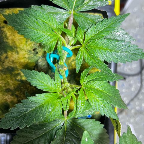 Panther Piss growlog timeline photo