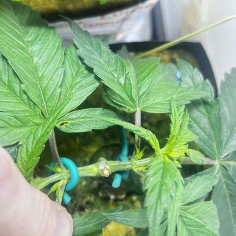 Panther Piss growlog timeline photo